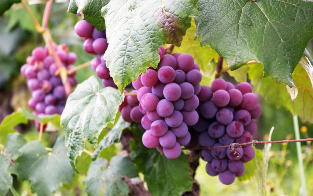 Dark purple grapes on the vine, rich in the polyphenols behind Shaklee Vivix